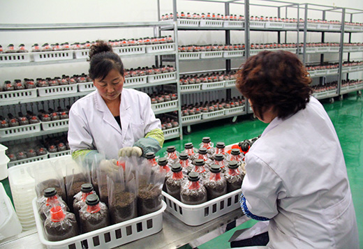 内蒙古蒙根花食用菌产业园今年正式投产
