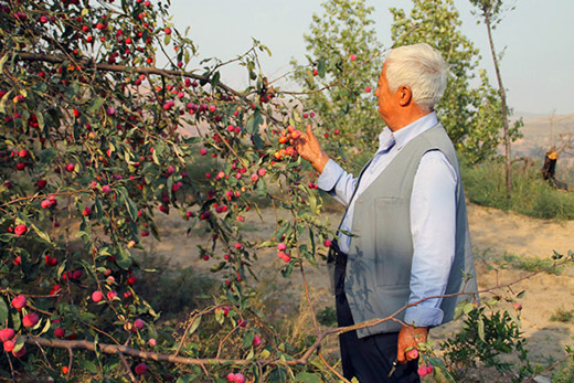 瓜果香飘准格尔