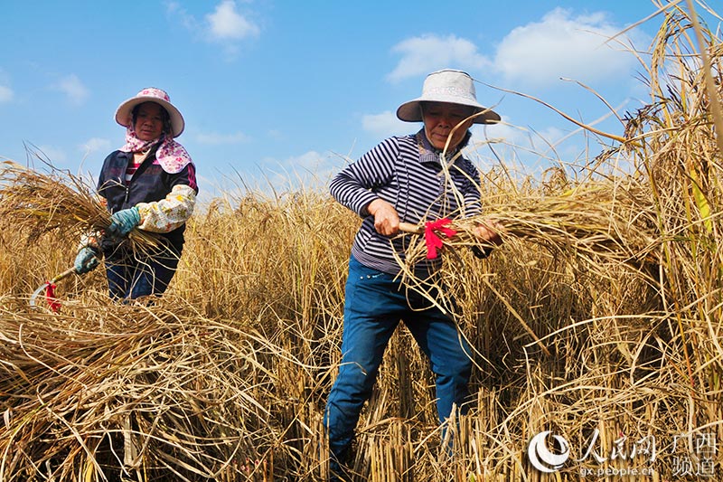 村民收割生态黑米稻