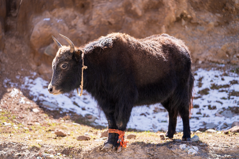 10月18日，玛沁县雪山乡，一只牦牛在注视着路边。“行走黄河”采访组 李前磊摄