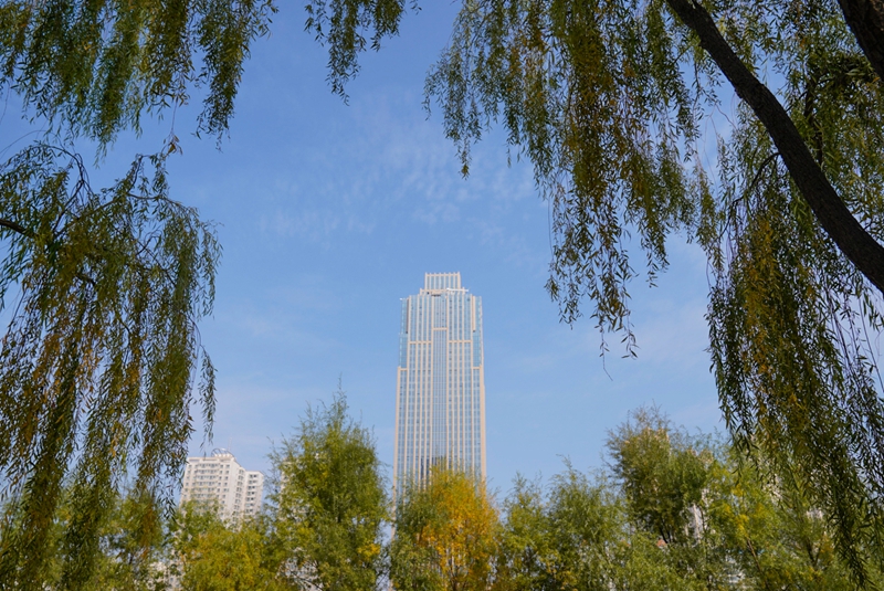 10月25日，兰州的一个公园内，茂密的柳树围成一个圈。“行走黄河”采访组 李前磊摄