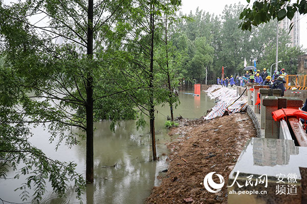 合肥市南淝河清溪路段沿岸树木已被上涨的河水淹没。张俊 摄