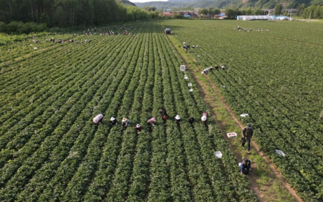 吉林省靖宇縣支邊村藍莓種植基地