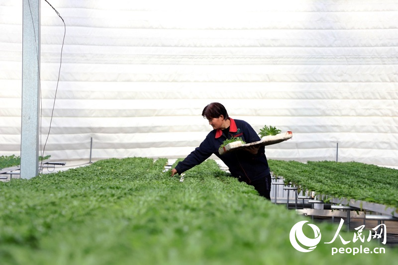 兰州市榆中康源现代设施农业生态示范园区里，一位工人正在打理水培蔬菜。人民网记者 王文嘉摄（资料图）（图片拍于2021年12月）