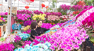 小花朵大產業 為首都花園城市添彩