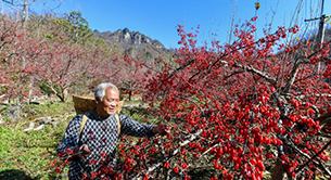 河南中医药，真“中”！