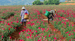 幸福花开小河边