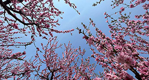 从万亩桃花海看农业新图景
