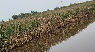 秋收困境透视农业抗灾短板