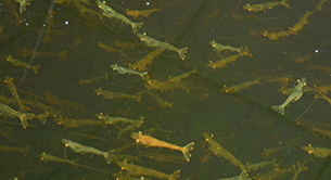 把AI“种”在地里