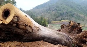 浙江天台縣兩棵古樹之死調查