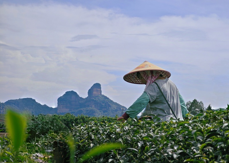 金砂茶园，农户采茶忙。受访者供图