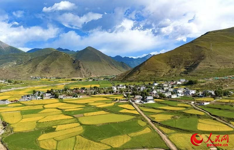 拉萨市墨竹工卡县，油菜花盘活一方经济。人民网记者 吴雨仁摄