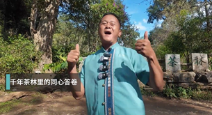 千年古茶林里的同心答卷