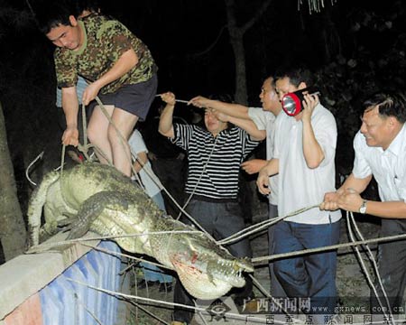广西北海林业局因鳄鱼吃人事件遭问责