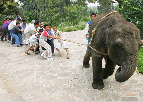 秦岭野生动物园:大象与游客进行拔河比赛(图)