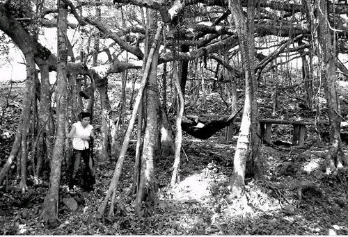 海南定安有棵罕见巨型古榕树+树荫覆盖面积近