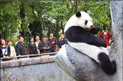 福州:日本教授认养大熊猫(图)--地方--人民网