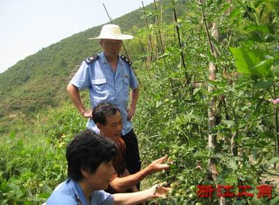 遂昌工商为黑番茄种植户提供 特制 服务