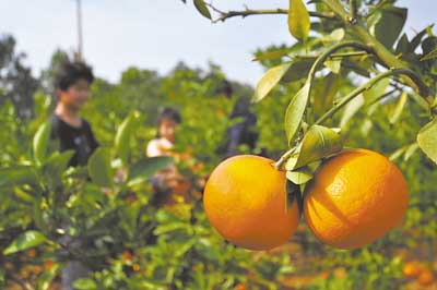 武鸣举办砂糖橘采摘节助推农家乐旅游业发展