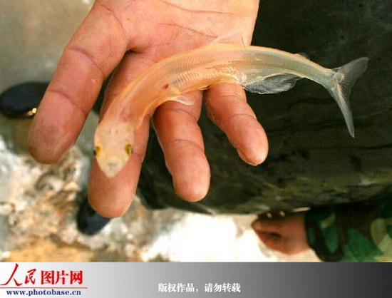 黄河发现透明鱼