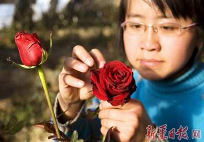 伊宁市玫瑰花种植基地可向乌市供应万株玫瑰花