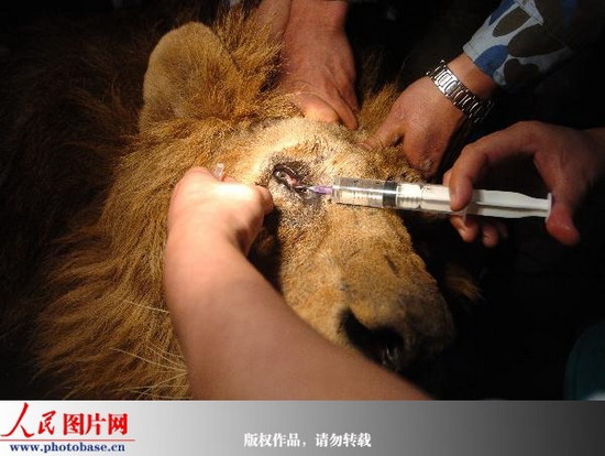 宁波医生为非洲狮做眼部手术 (2)