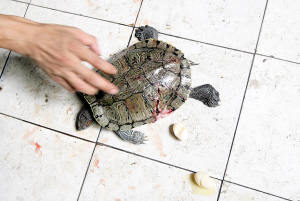 重庆:天降怀孕龟砸中12岁女孩头部致其失忆(图