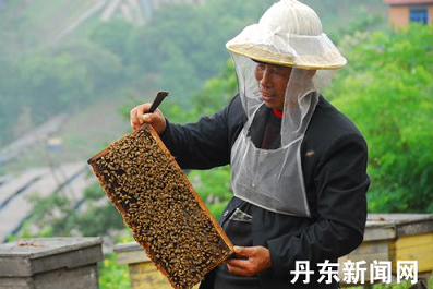 丹东宽甸满族自治县做大养蜂业 年产蜂蜜500多