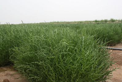 滨州无棣沿海滩涂盐碱洼产出海水蔬菜