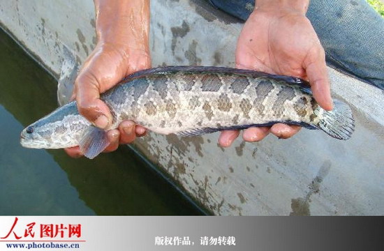 浙江温岭:一个雷 击死万条乌鱼 养殖户损失10万