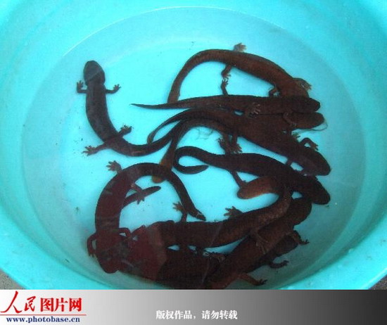 组图:湖南绥宁多条小溪发现濒临灭绝的中华小