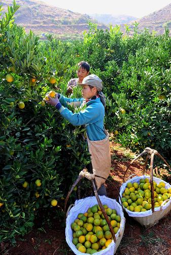 云南华宁柑橘丰收 产量可望突破六万吨(图)