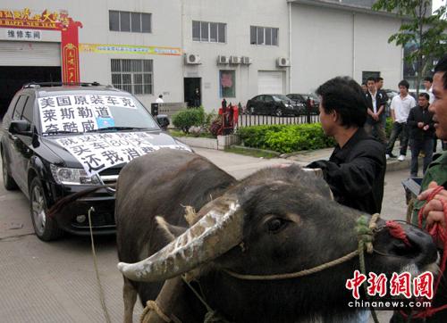 图为老牛拉车。