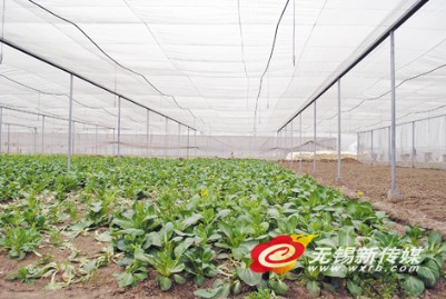 无锡用物联网种出放心菜 食品安全看得见