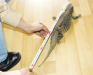 这只蜥蜴样子很唬人。