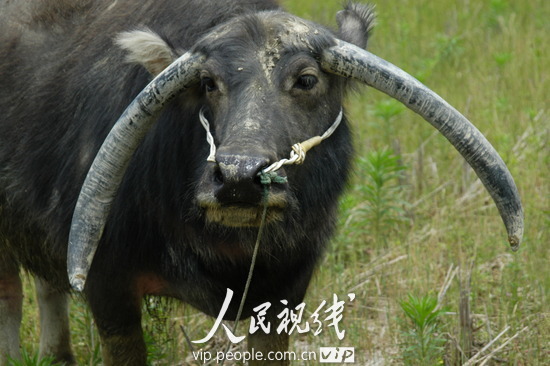 江西德兴:一水牛犄角倒着长