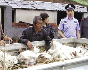 要回泗洪老家了，刘传树还是舍不得自己的十几只羊，装上车一起拉回老家。