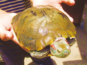 南京市民金川河边捡到"金甲龟" 通体金黄色(图)