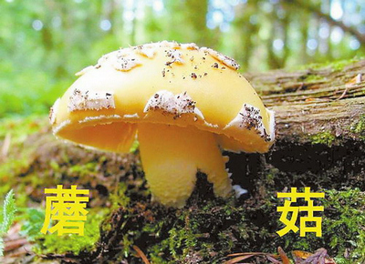 路边野菇莫乱采 提醒:南宁气候适合毒蘑菇生长
