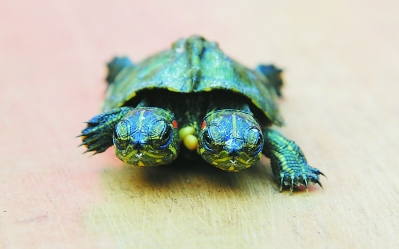 合肥一家鳄鱼园诞生双头乌龟 游客啧啧称奇(图)
