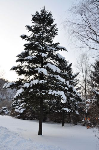 大雪压青松